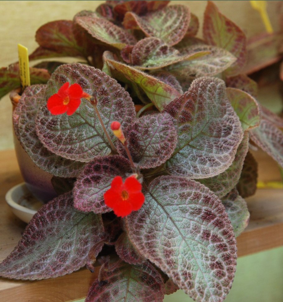 Эписция ползучая