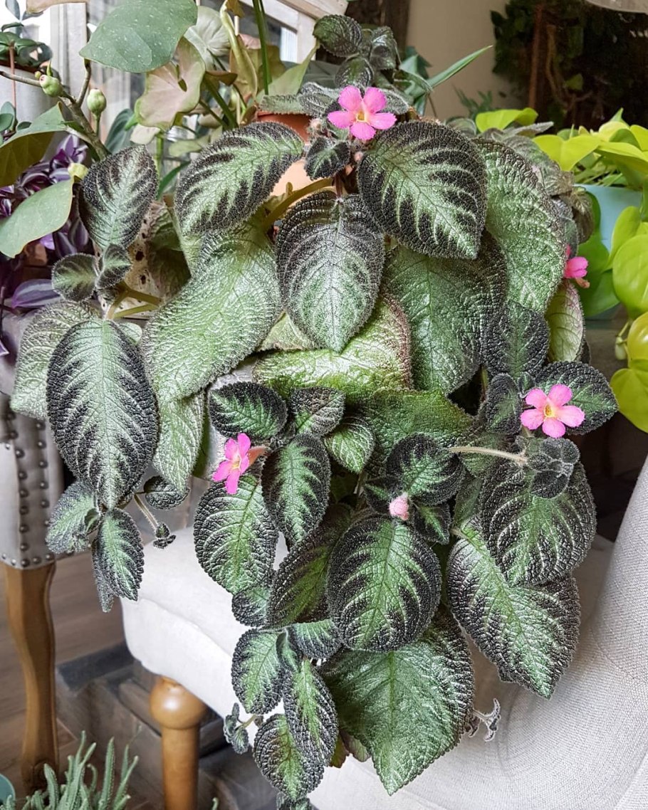 Эписция Kempenfest