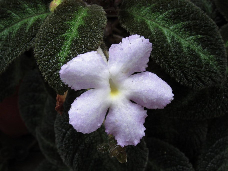 Эписция ползучая