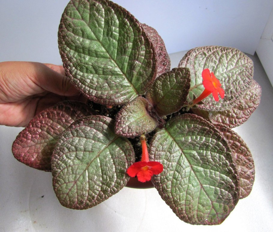 Эписция Ронни