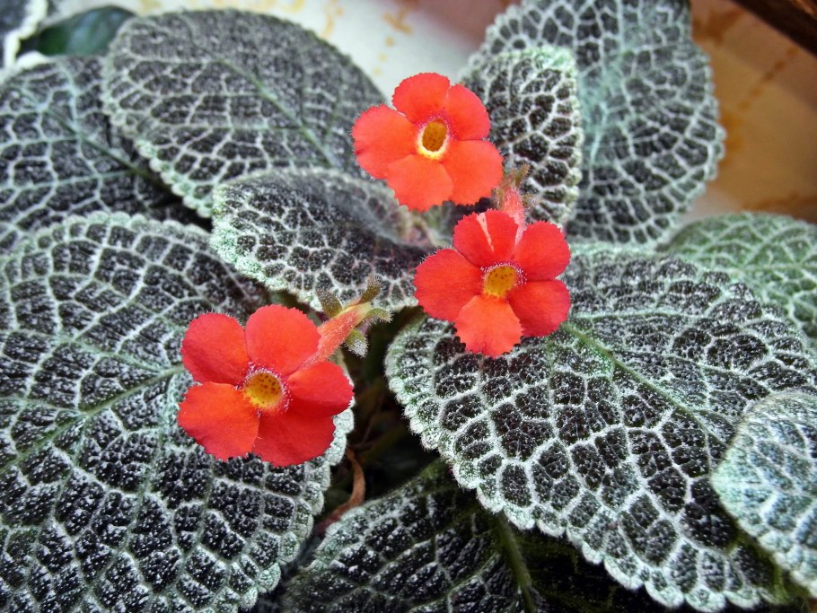 Эписция тигровая