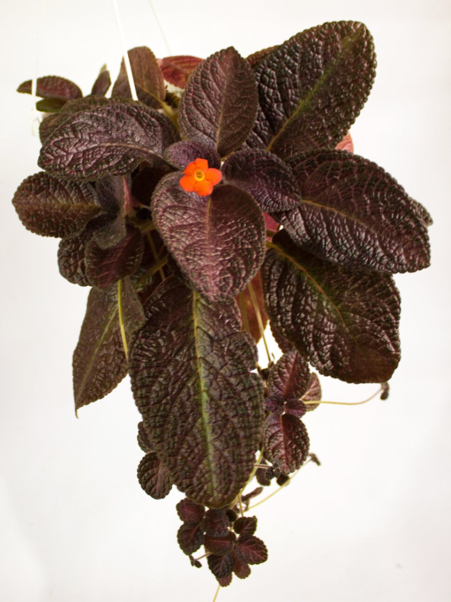 Эписция голубой Нил