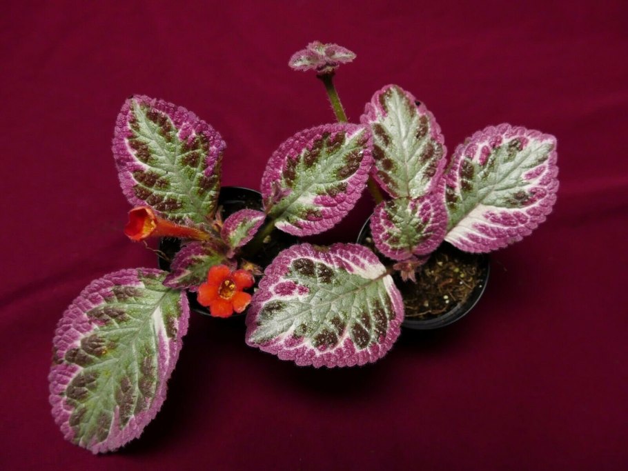 Эписция клеопатра