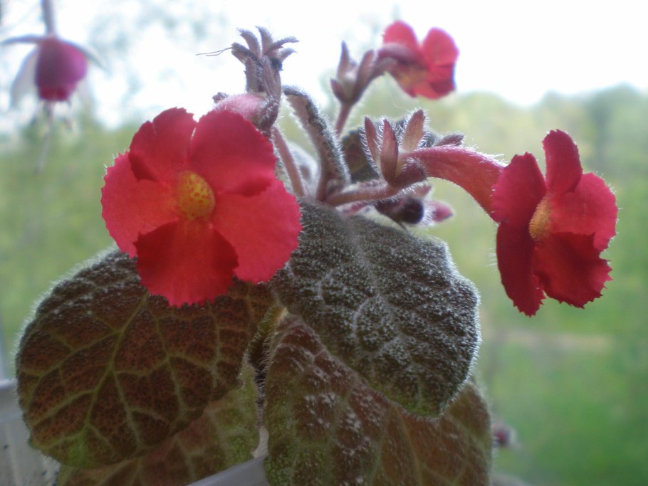 Эписция серебряное сияние