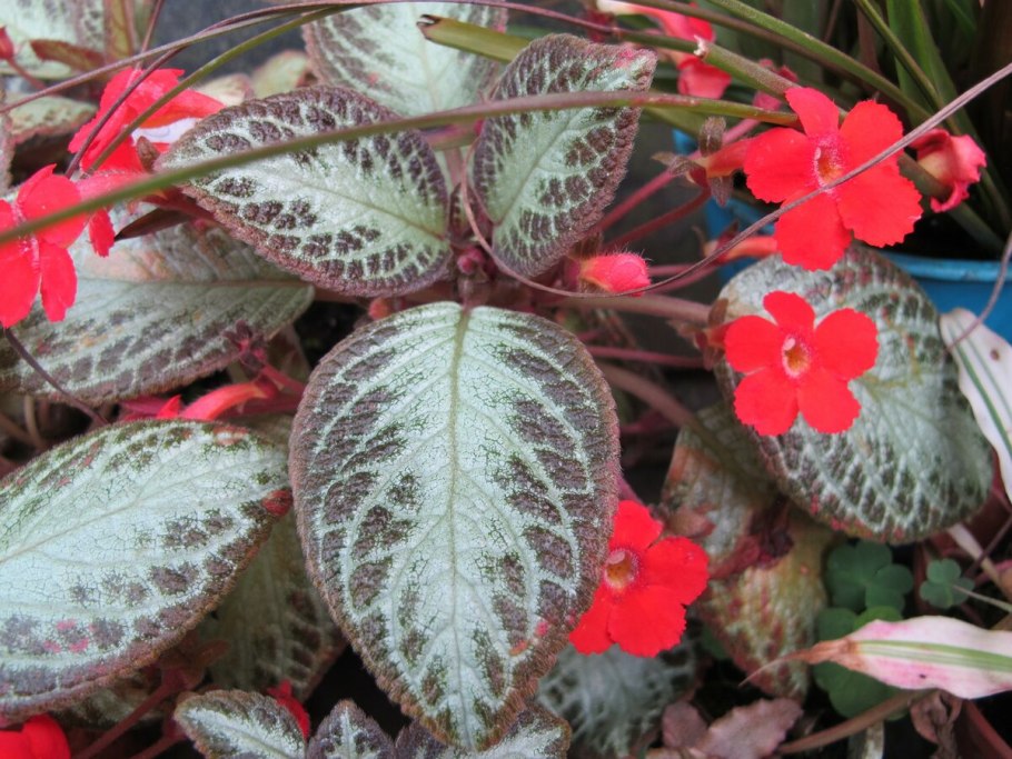 Эписция цветок