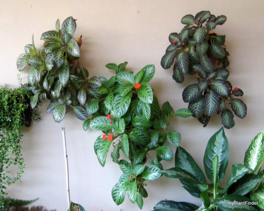 Эписция ползучая