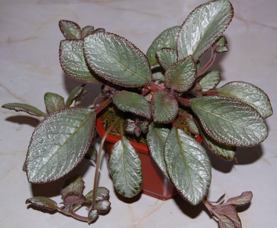 Эписция мунлайт