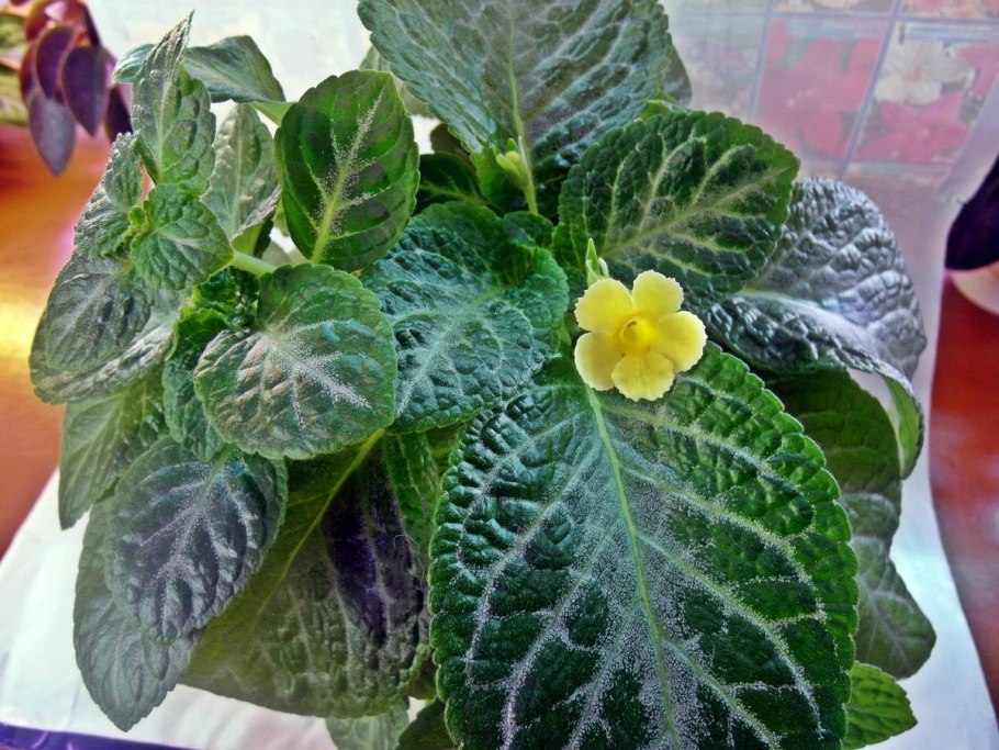 Эписция Медно-красная