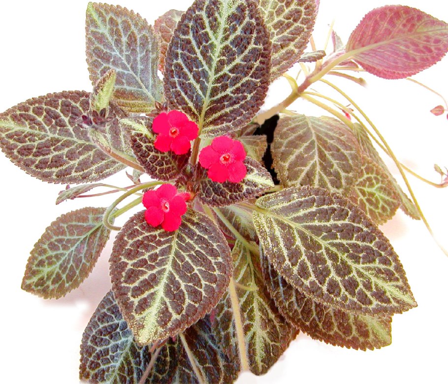 Эписция ползучая