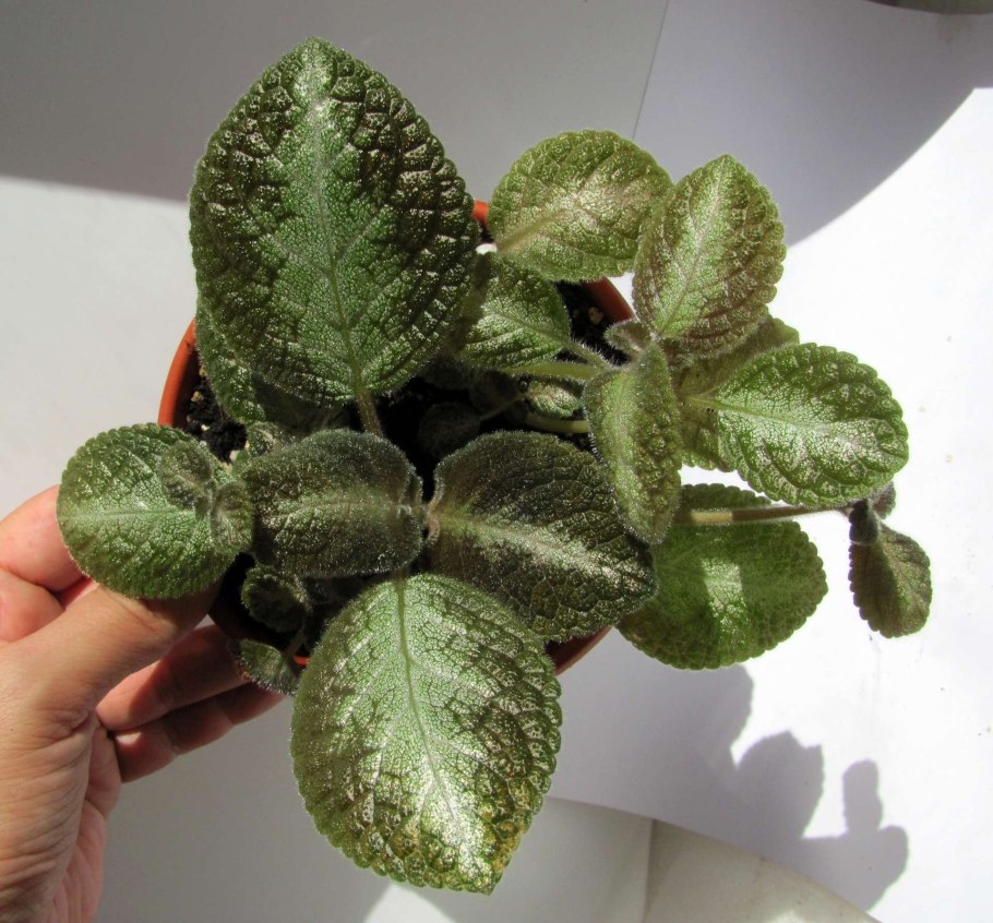 Эписция Валенсия