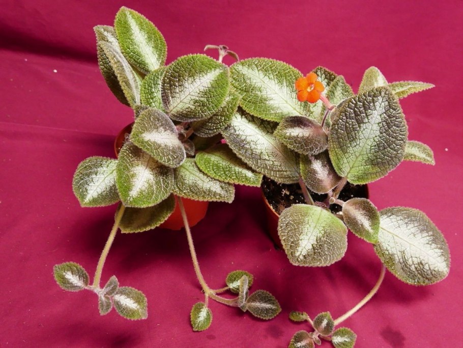 Эписция cupreata