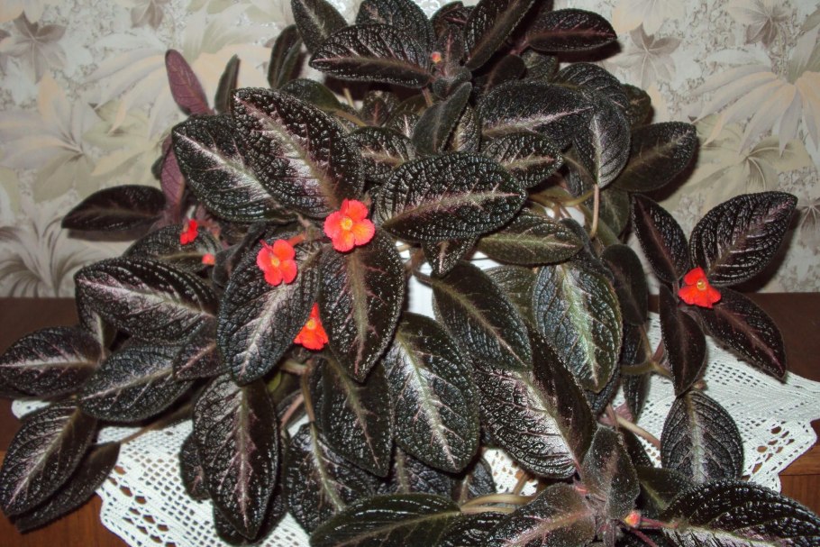 Эписция ползучая (Episcia reptans)