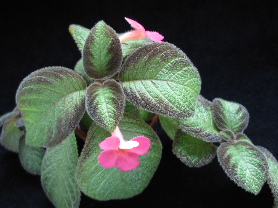 Эписция пинк пантер