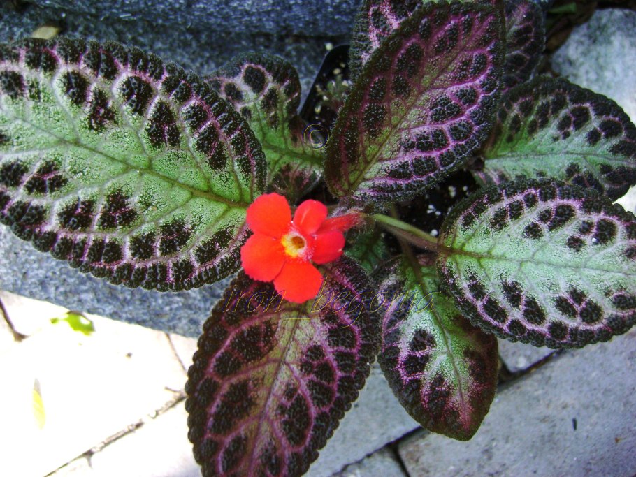 Эписция пинк акажу