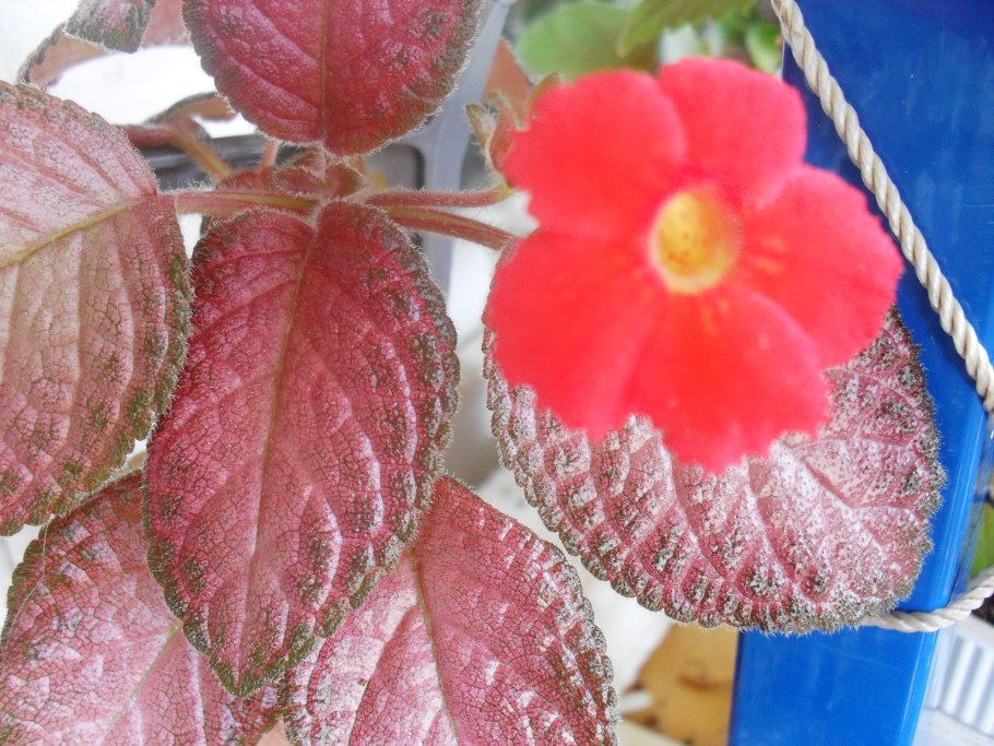 Эписция ампельная