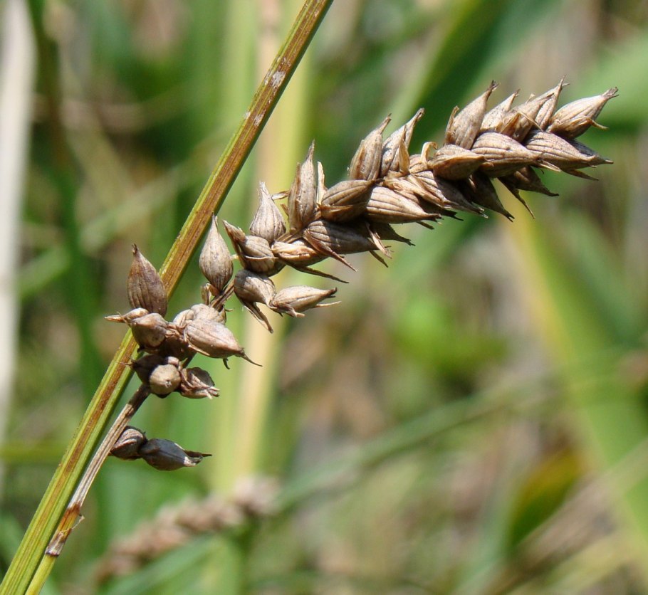 Осока просяная (carex panicea)