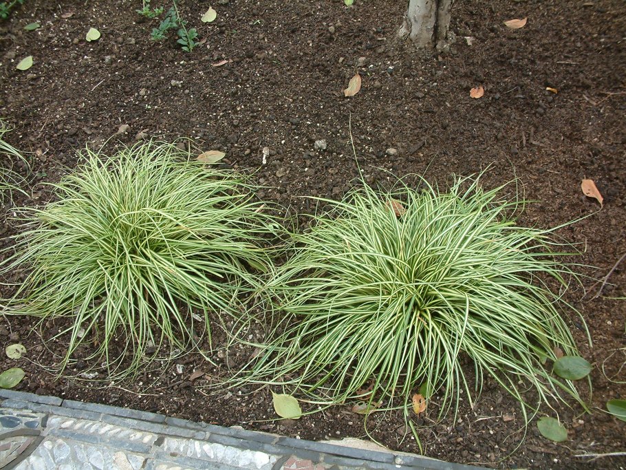 Молиния variegata