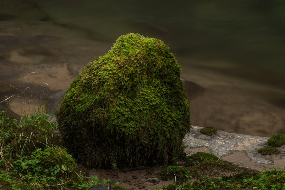 Мхи лишайники плесень