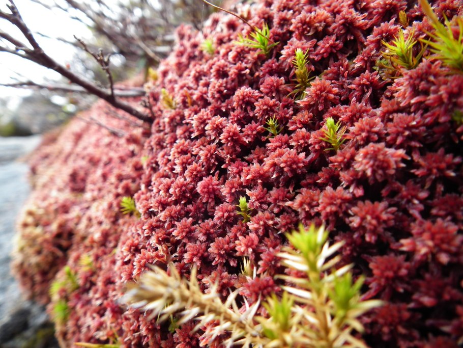 Мох сфагнум красный