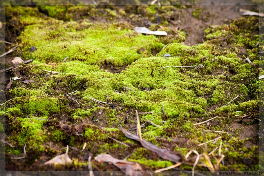 Мох ягель лишайники