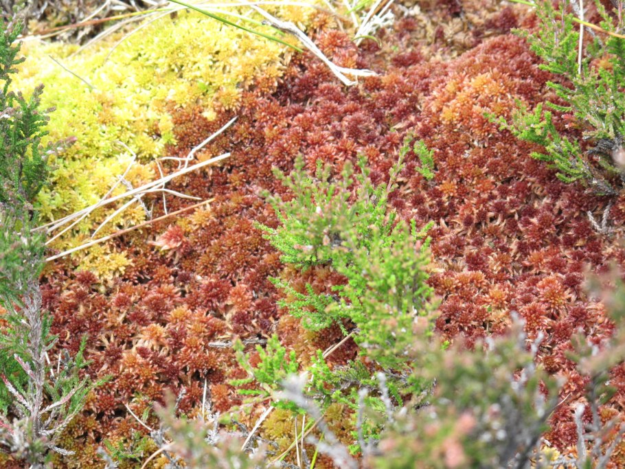 Лавовые поля Исландия