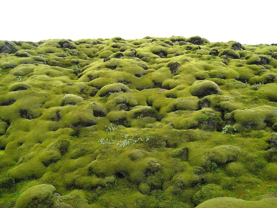 Осенний мох