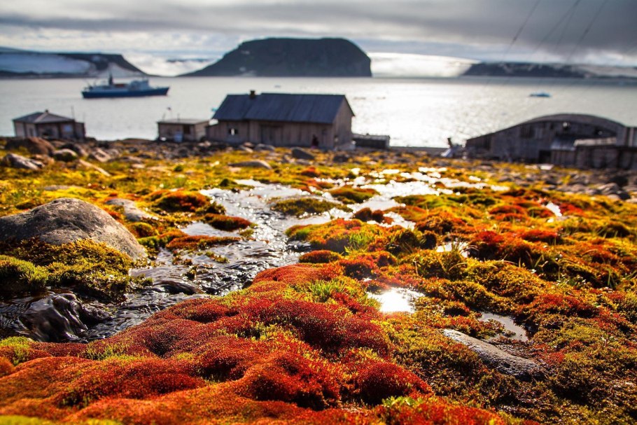 Вереск багульник ягель