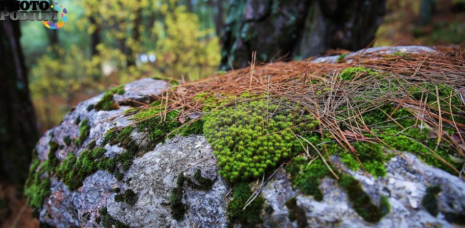 Ягель мох карелия