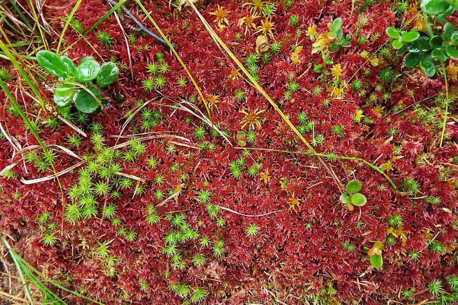 Земля Франца-Иосифа растительный мир