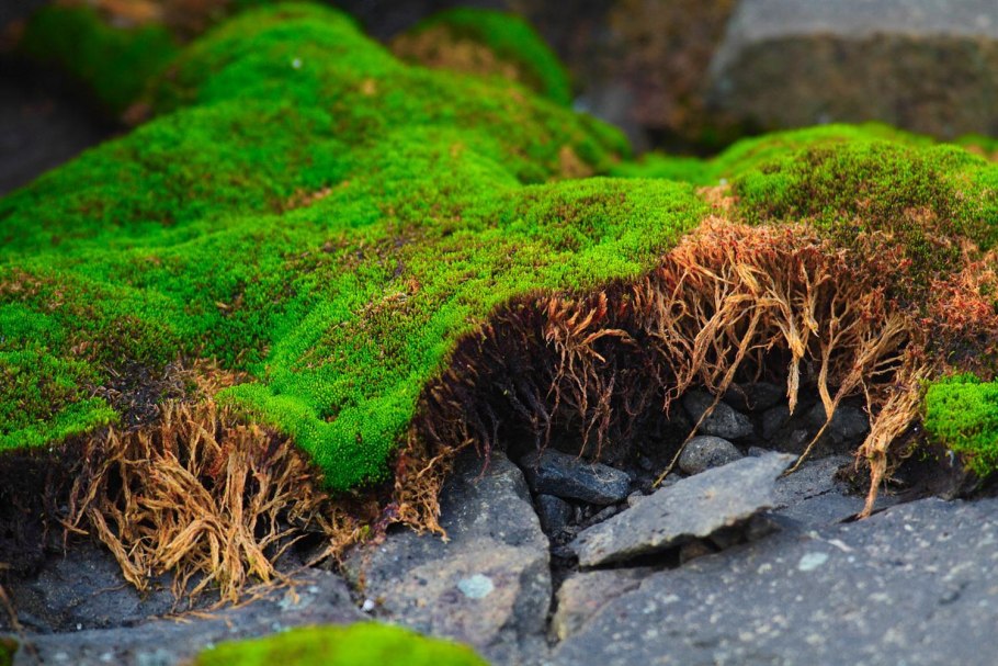 Опушка брусничник мох камень