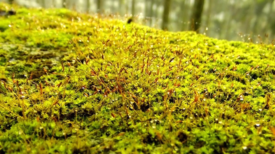 Красный цвет в природе