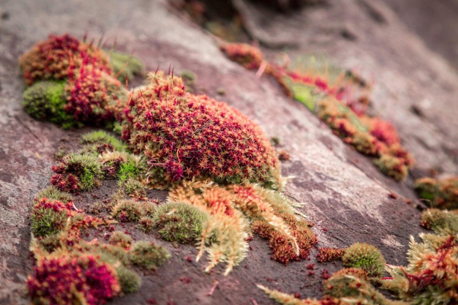 Мох на скале