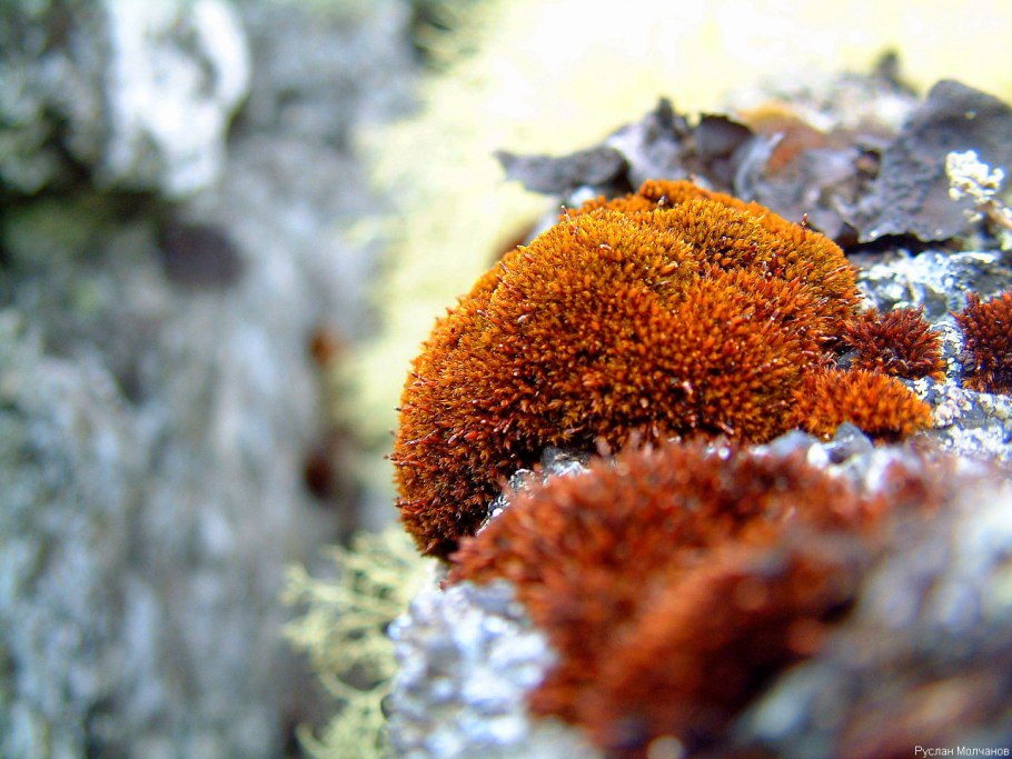 Осенняя трава