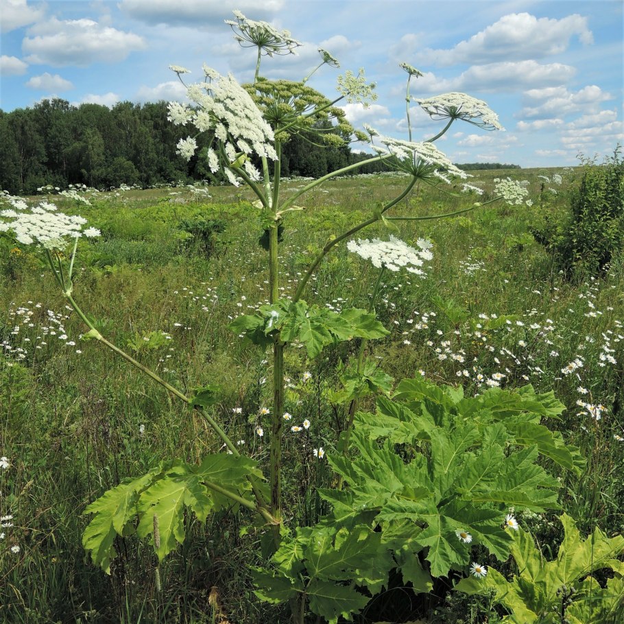 Борщеви́к, борщо́вник, Я́вор