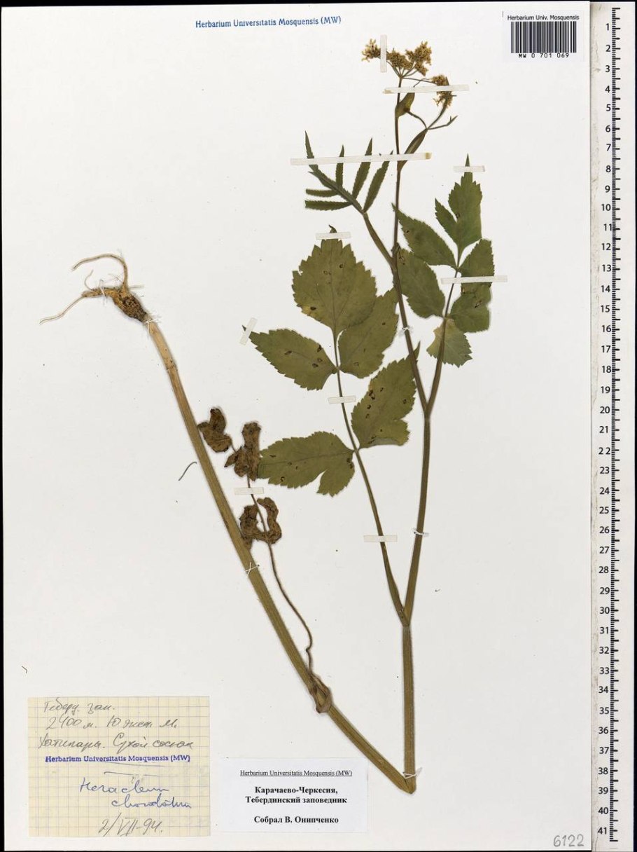 Борщевика прилистник рисунок строение