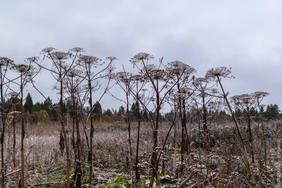 Уничтожение борщевика