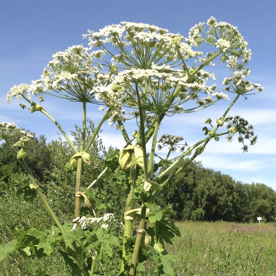 Борщевик Сосновского стебель
