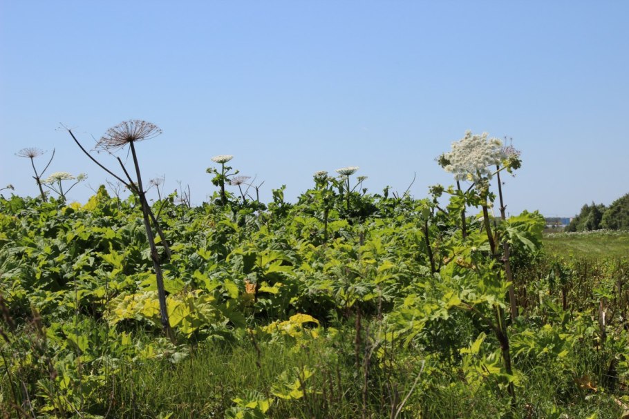 Борщевик Сосновского – злостный сорняк