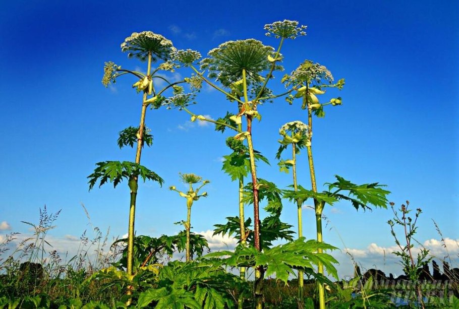 Гигантский борщевик