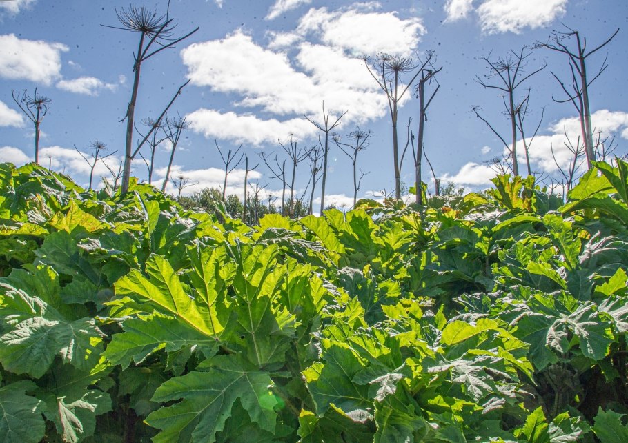 Борщевик сосновского поле