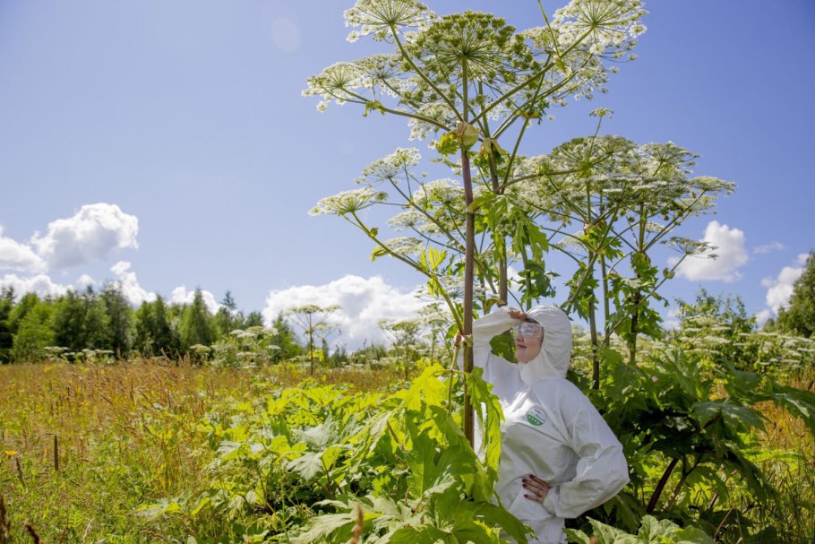 Опасное растение борщевик