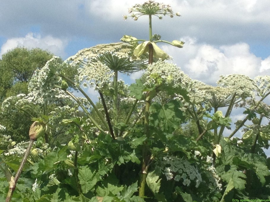 Борщевик мохнатый медвежья лапа