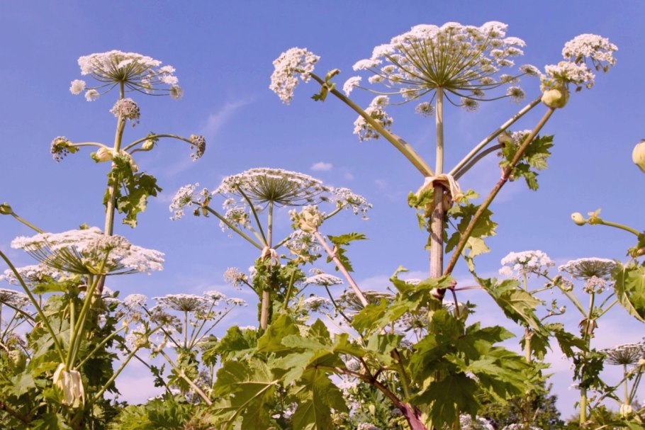 Ядовитое растение борщевик