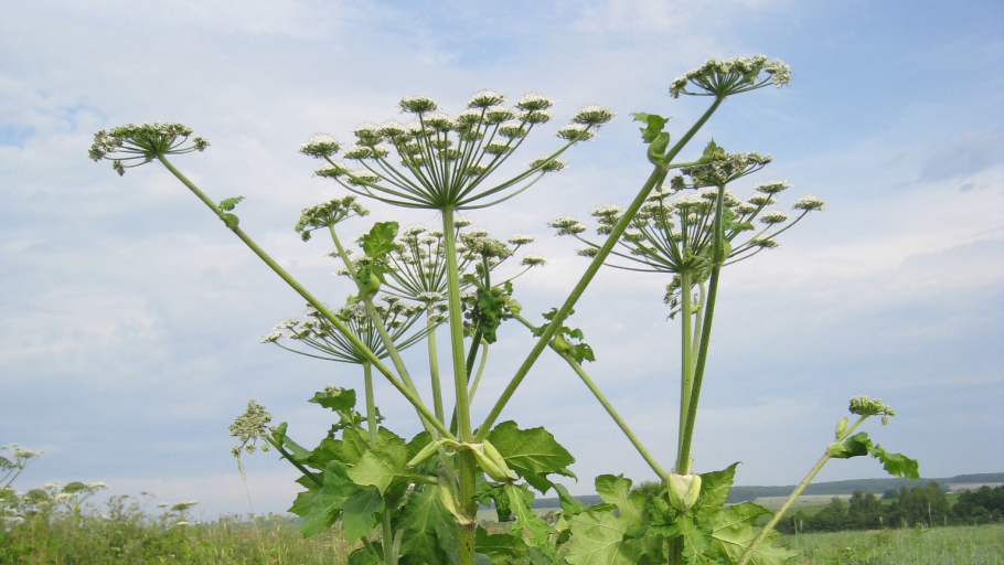 Борщевика сосновского
