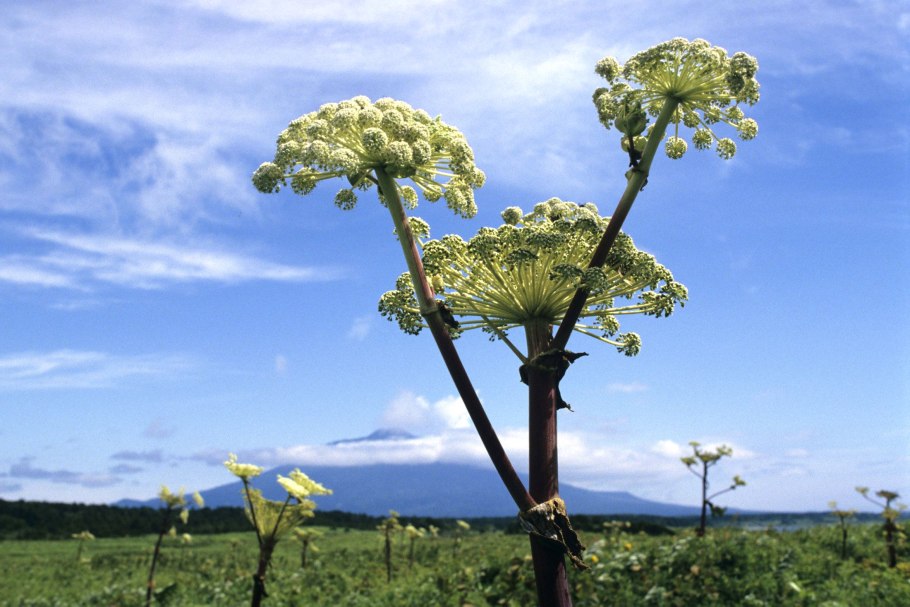 Борщевик желтые цветы