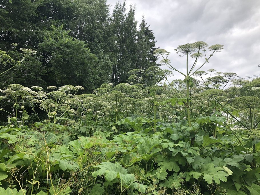 Ядовитый борщевик Сосновского