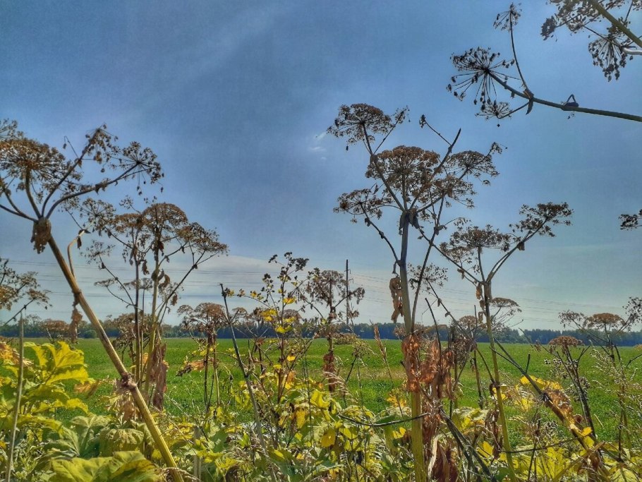 Борщевика сосновского