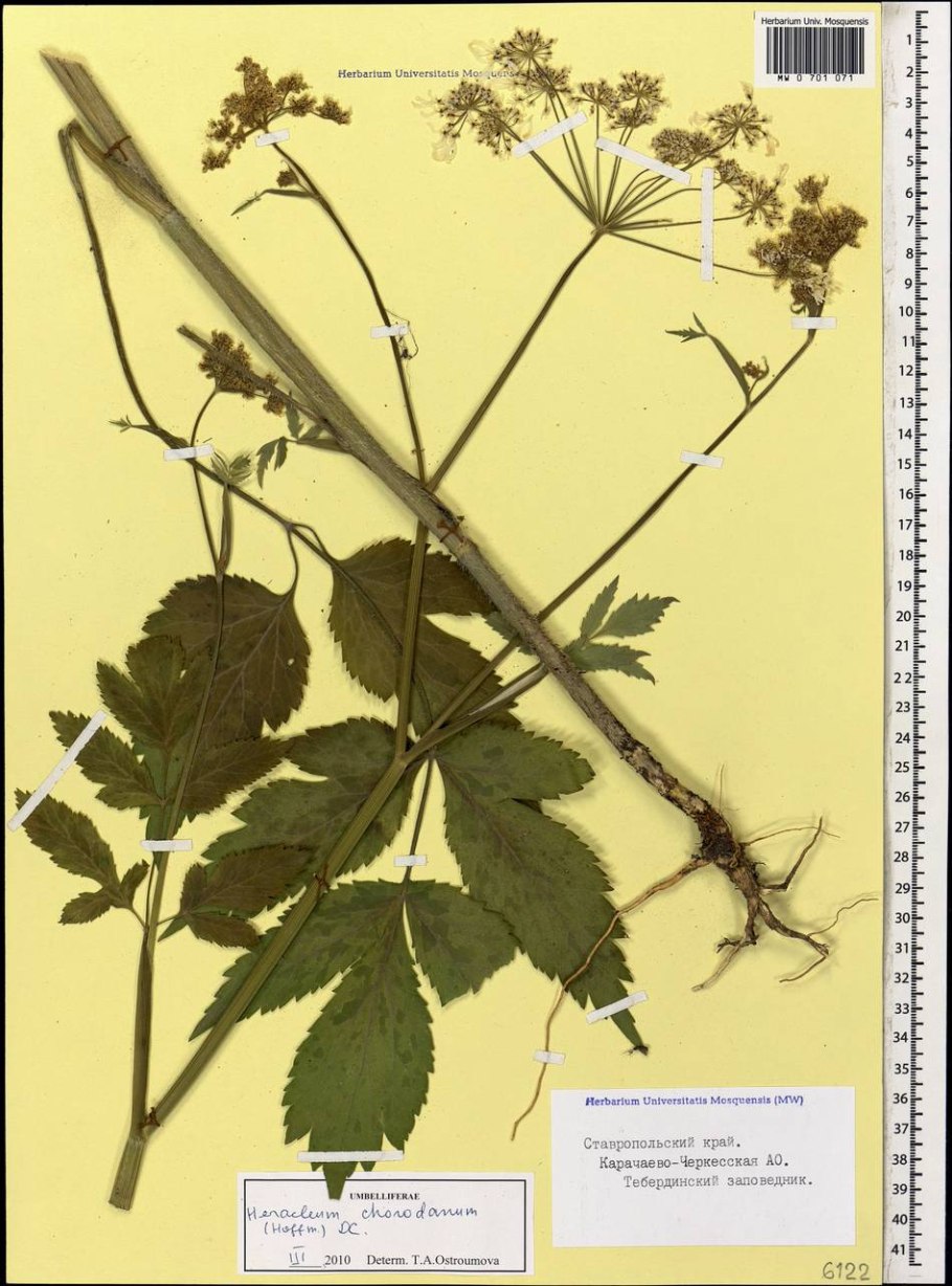 Борщевик Сосновского