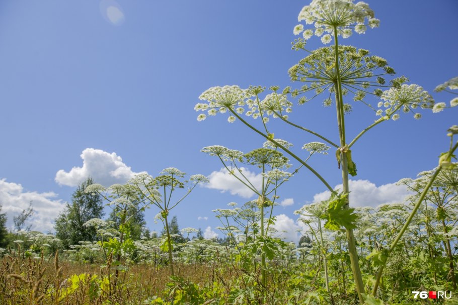 Осенний борщевик