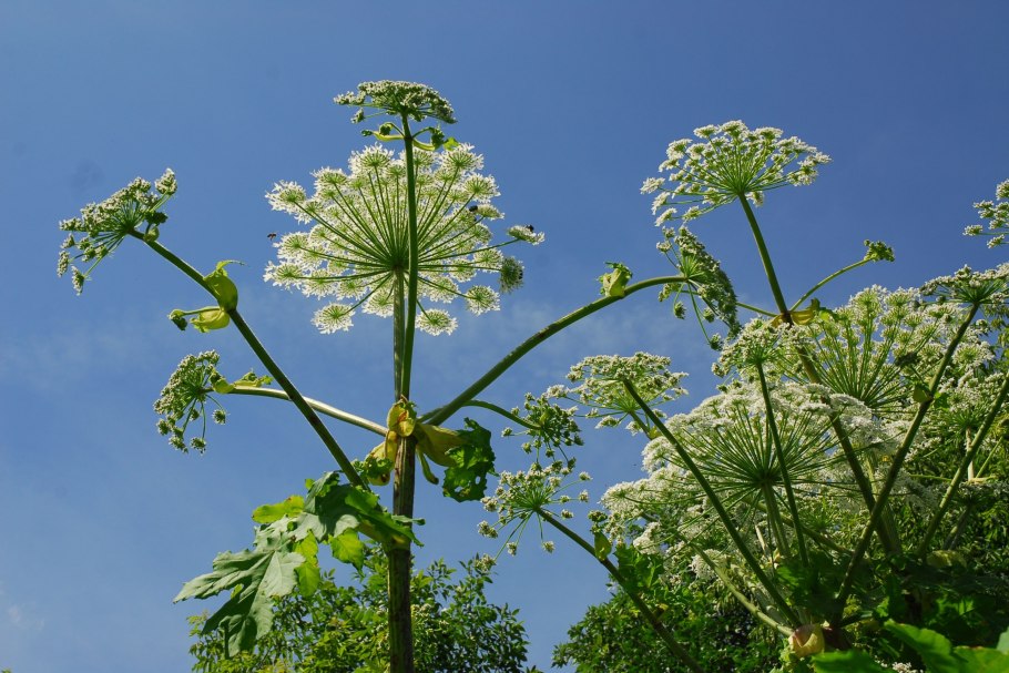 Растение похожее на борщевик